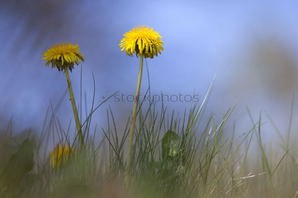 Similar – Lockenblumen Blume Sommer