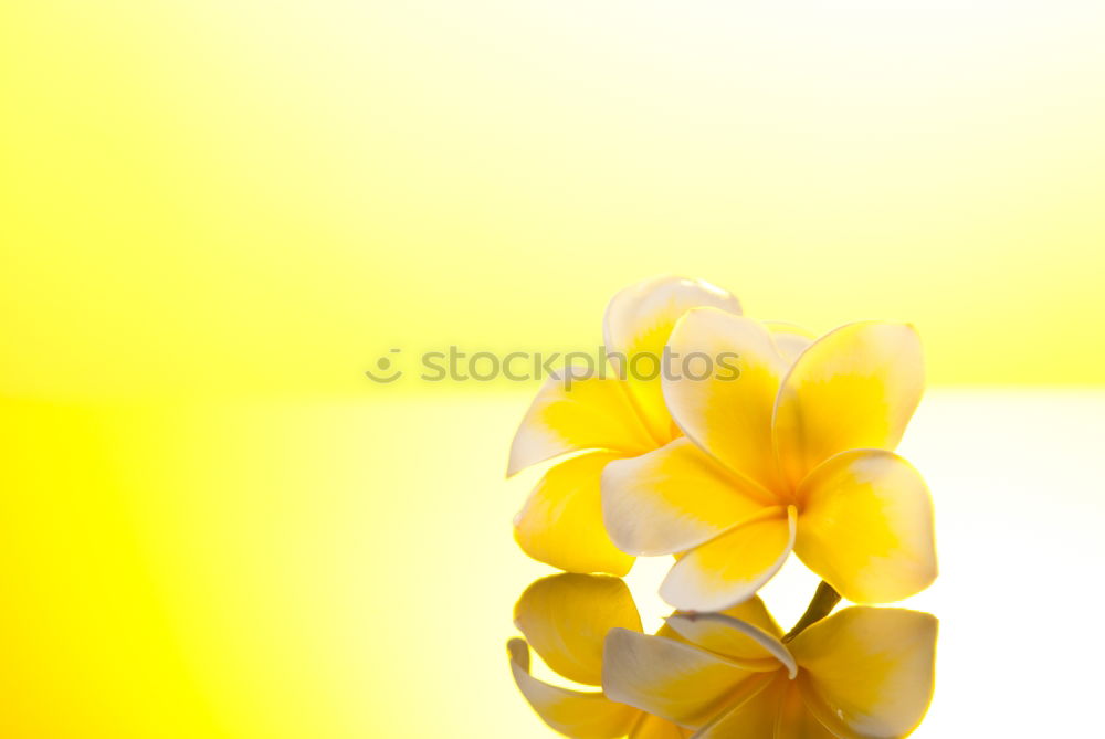 Similar – Image, Stock Photo yellow flower on yellow ground*