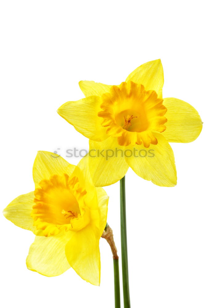 Similar – Daffodil flowers