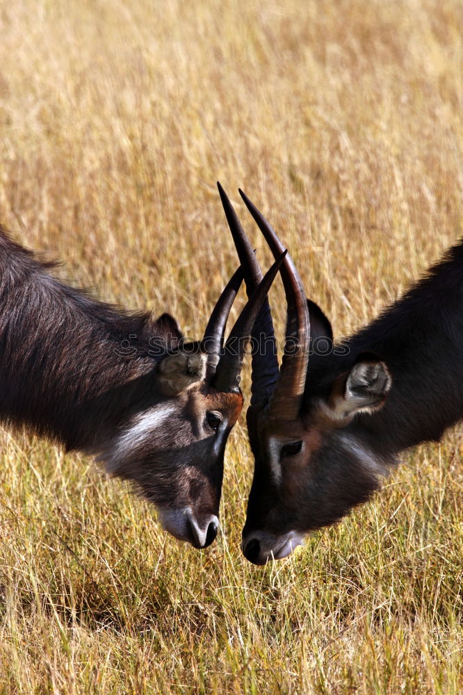 Similar – Image, Stock Photo relieving posture Animal