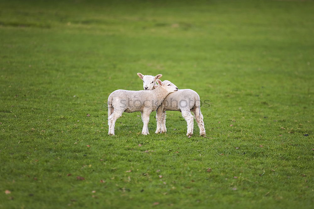 Similar – late Easter lamb Lamb