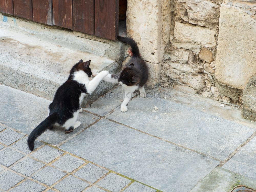 Similar – Two cats in front of door