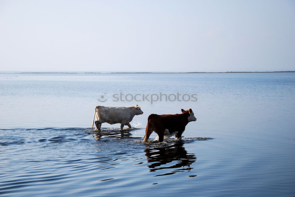 Similar – Kind mit Hund an der Nordsee