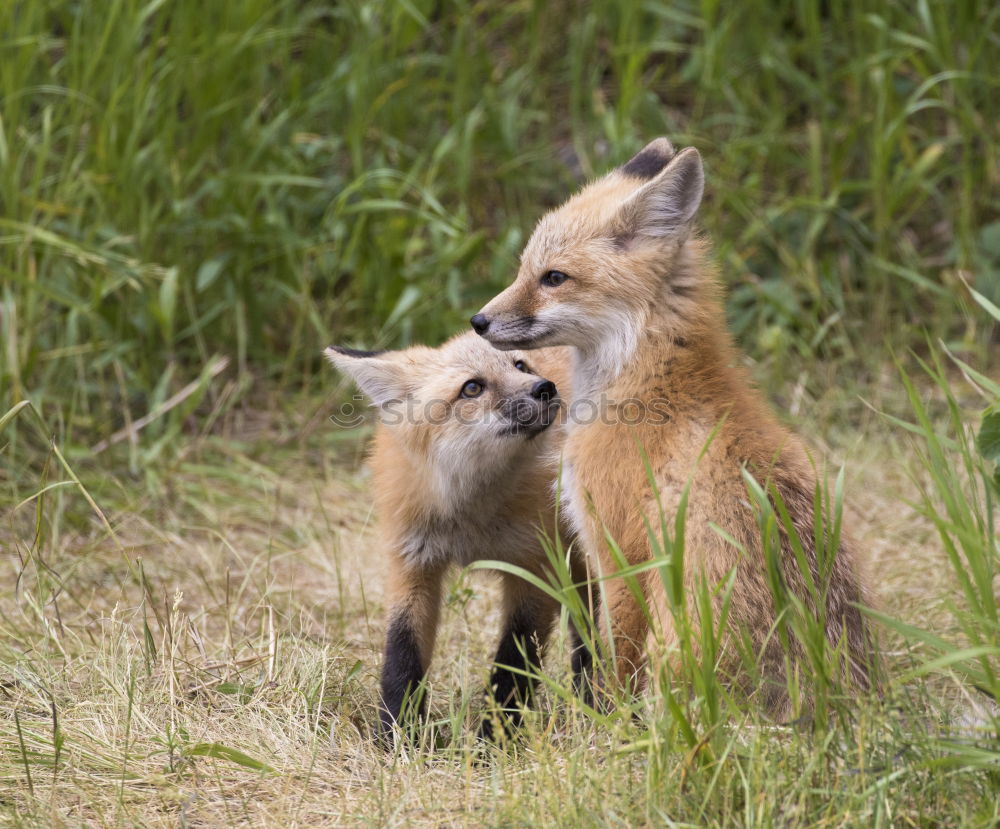 Similar – curious fox cub looking at the camera