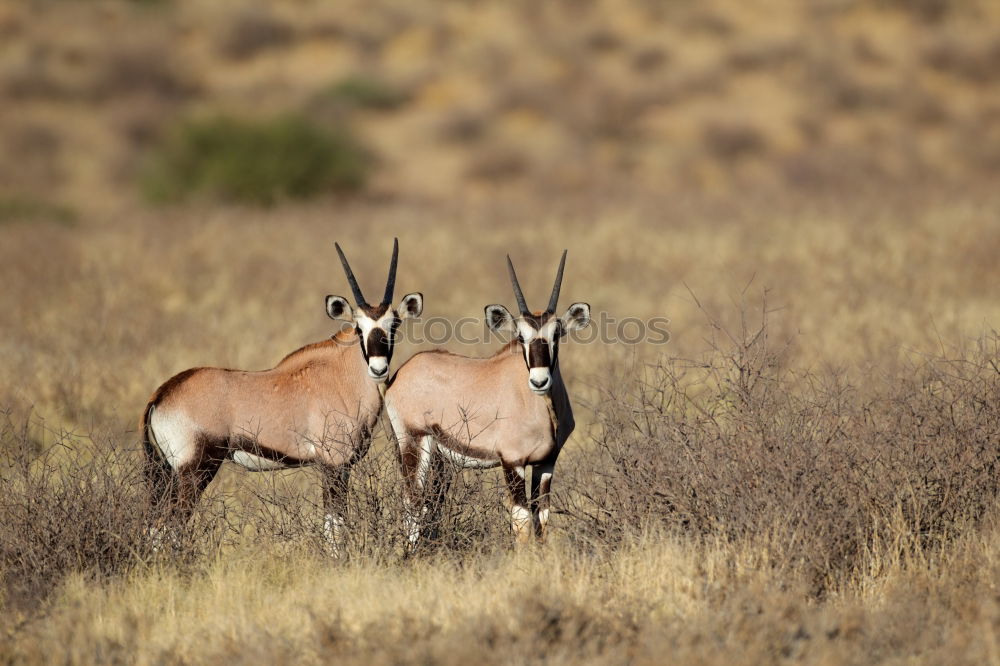 Similar – Foto Bild Guanacos exotisch Safari