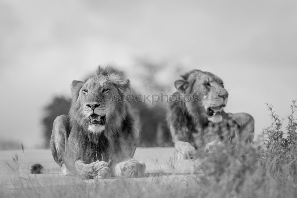 Similar – lions field Africa