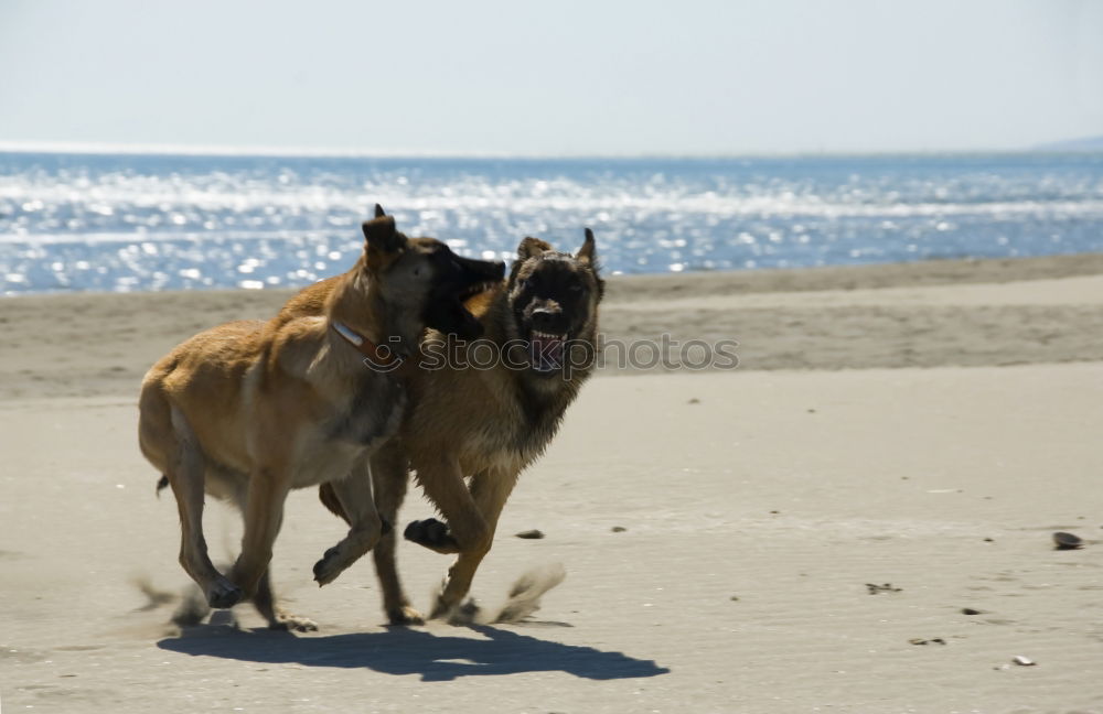 Similar – Dogs running near waving sea