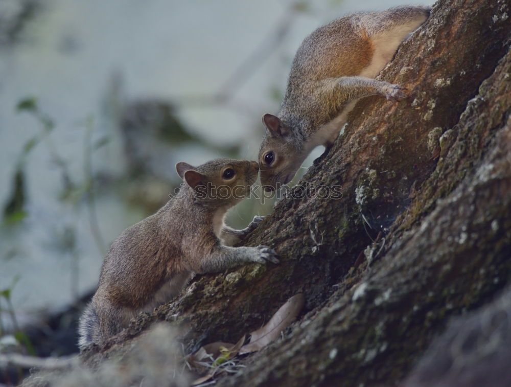 Similar – Image, Stock Photo Squirrels in the morning sun