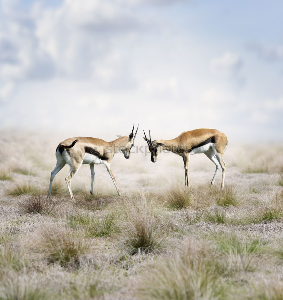 Similar – Horse and cows in countryside