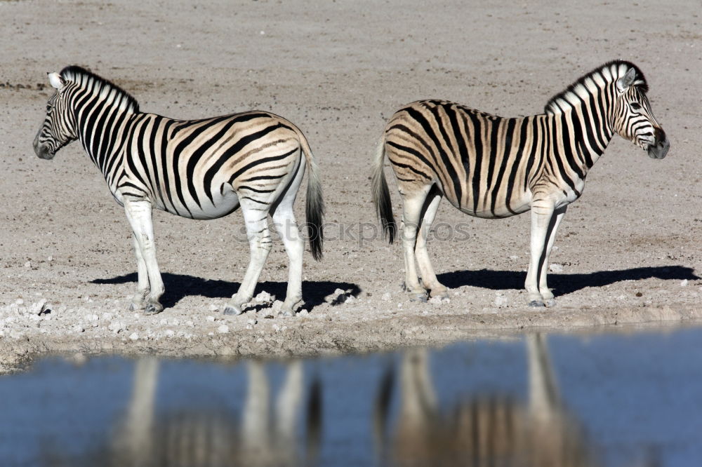 Similar – zebras Wild animal 3