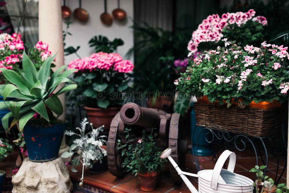 Similar – Image, Stock Photo Flower pots stand on a stone staircase on the steps at the side of the road. A garden bench stands behind it. It is autumn.