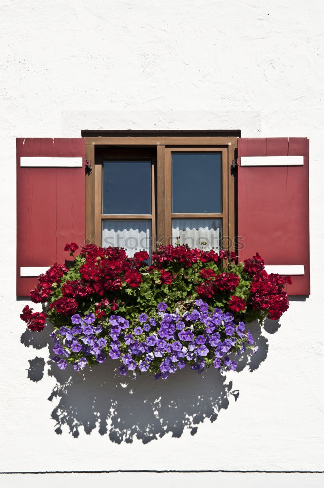 Similar – Image, Stock Photo Pink Plants Flower Blossom