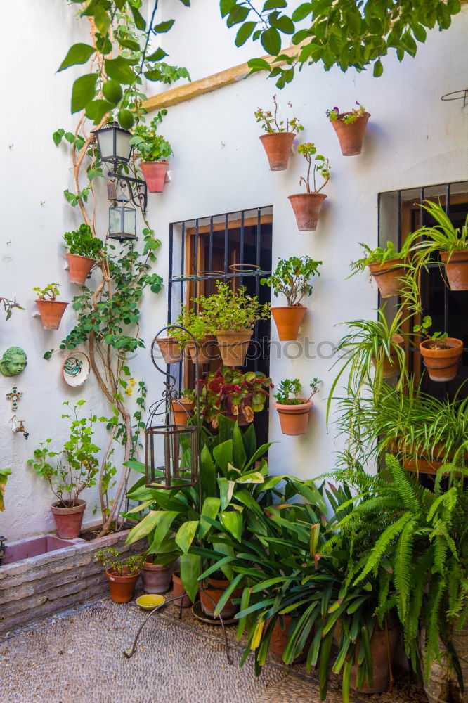 Image, Stock Photo Typical Andalusian patio with fountain and numerous plants geraniums and carnations on the walls. Cordoba, Spain