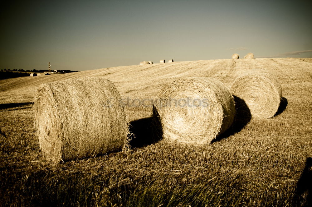 Similar – Image, Stock Photo gold medals Straw