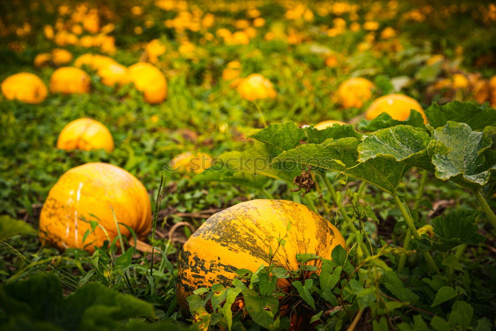 Image, Stock Photo Fallen fruit in the autumn garden