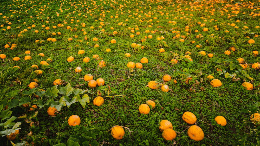 Similar – Foto Bild Streuobst Frucht Natur