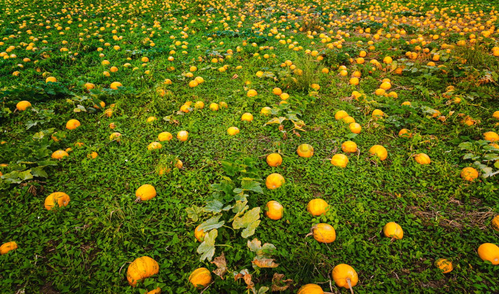 Similar – Image, Stock Photo scattered fruit Fruit