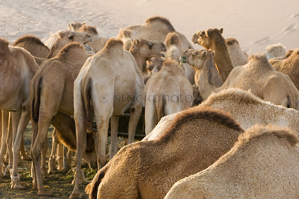 Similar – Image, Stock Photo Desert Cab VII Art