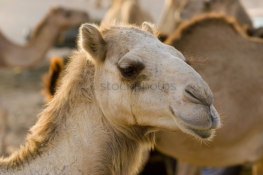 Camels in Dubai 2 Close-up