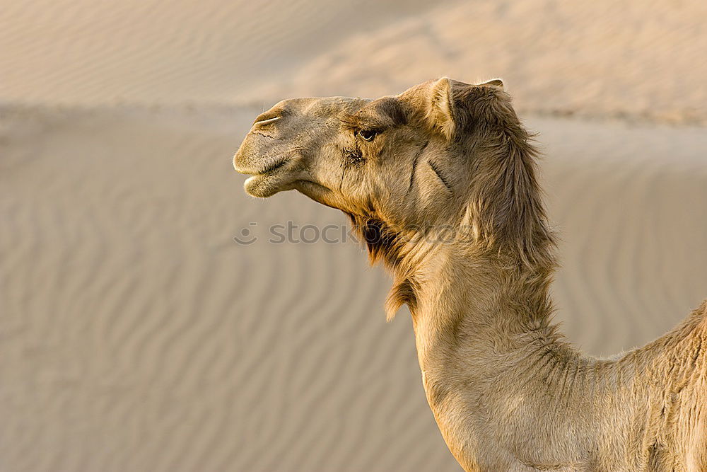 Similar – Image, Stock Photo a free dromedary near the sea