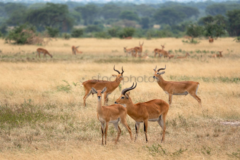 Similar – Impala Herd Nature Animal