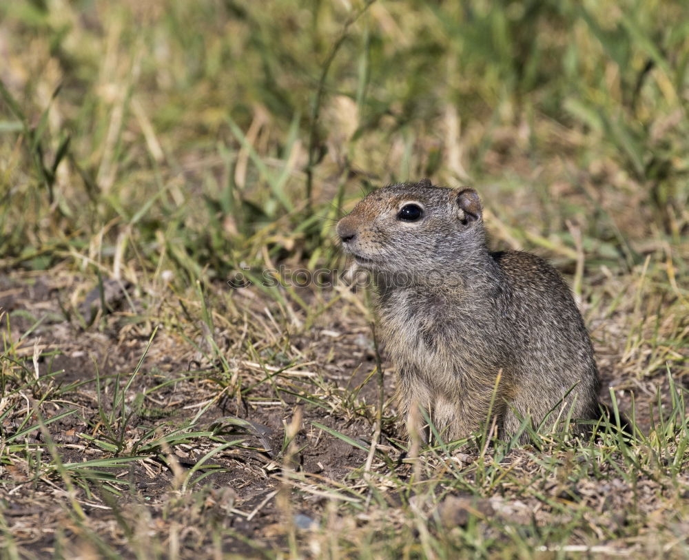 Similar – Mice 1 Nature Spring