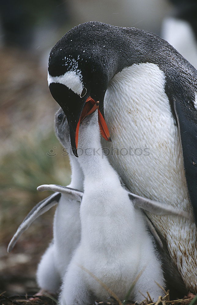 Similar – Image, Stock Photo Flock of penguins on beach