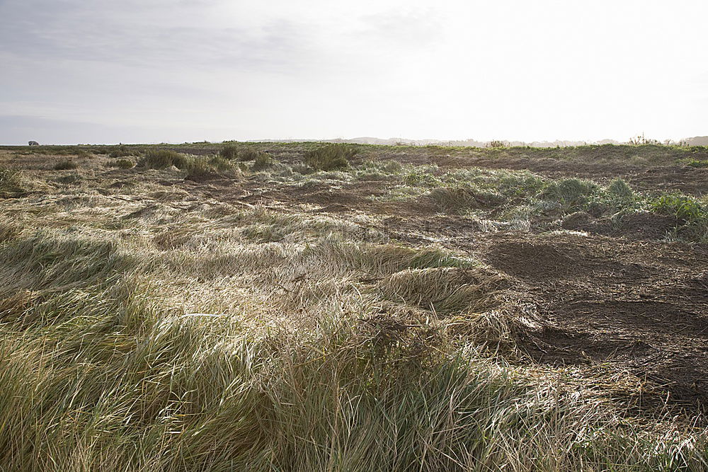 Image, Stock Photo a bed in the cornfield