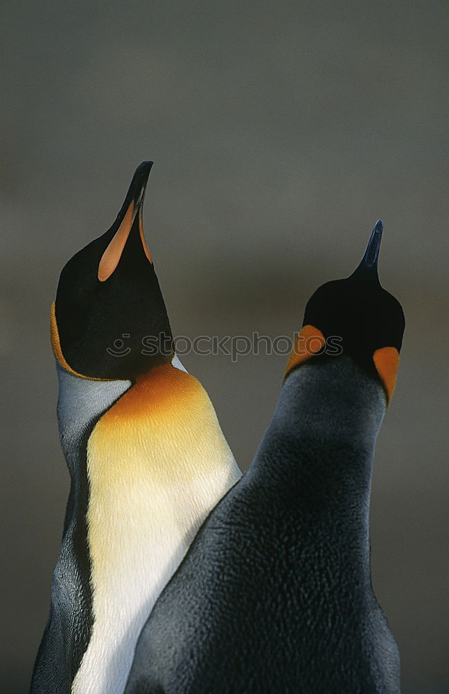 Similar – Image, Stock Photo DUO Nature Plant Animal