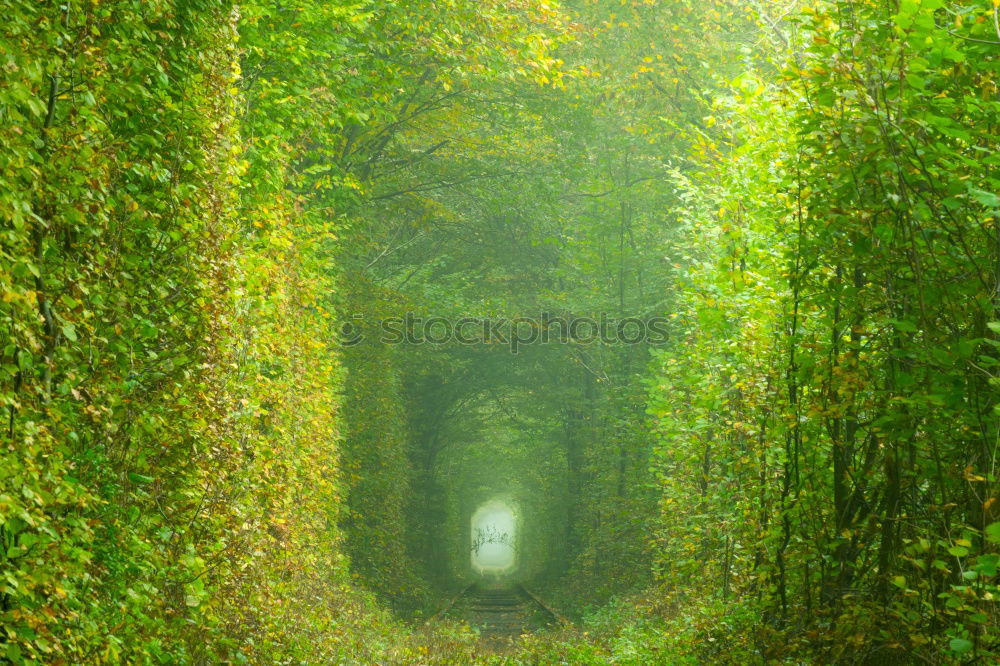 Similar – Green Avenue in Ireland