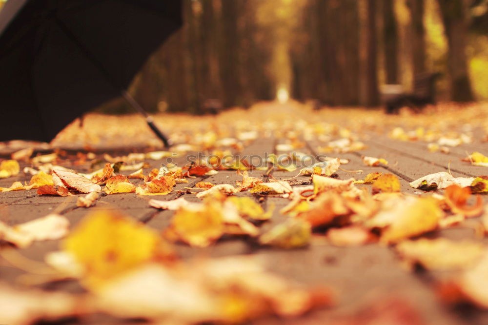 Similar – Image, Stock Photo Feet in the light Leaf