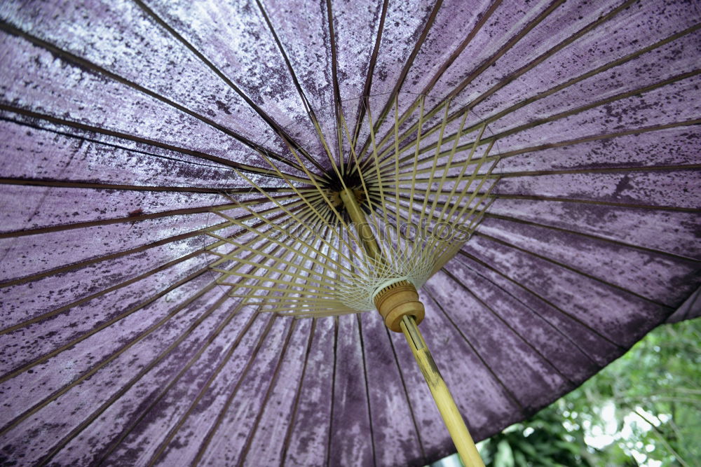 Similar – Flowered retro parasol