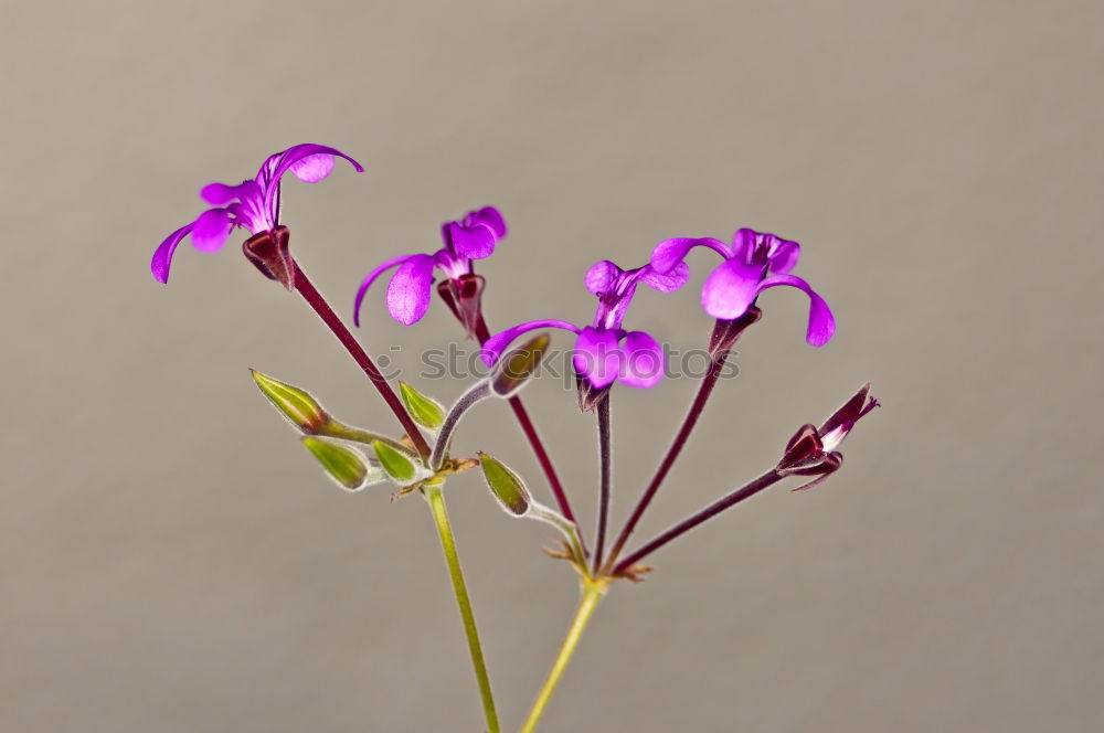 Similar – cuckooflower; cardamine, pratensis; meadow flower