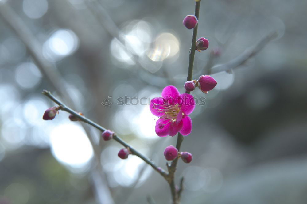 Similar – Foto Bild Frühlingserwachen Winter