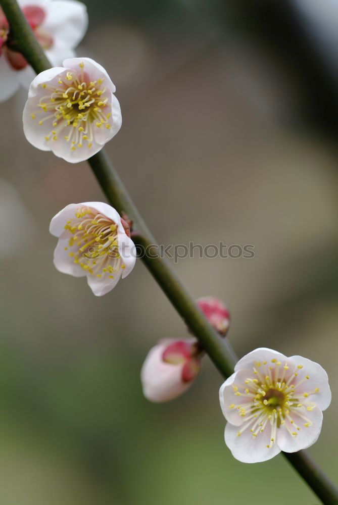 Image, Stock Photo Mystic flower II Flower