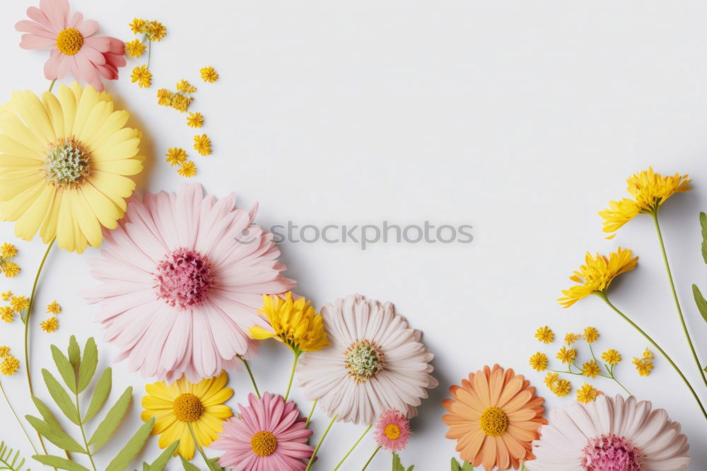 Similar – Daisies pattern Beautiful