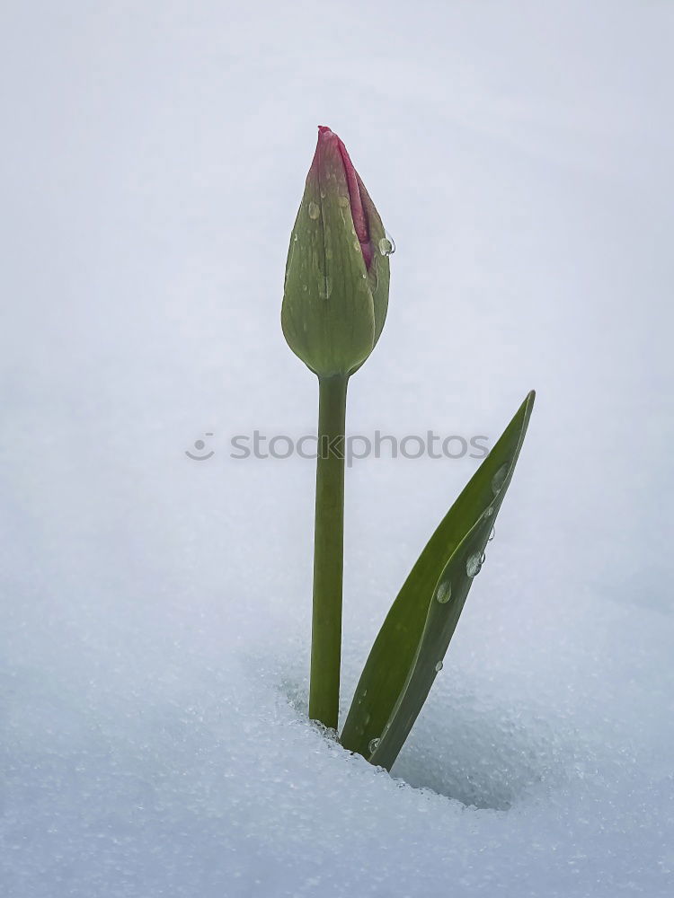 Image, Stock Photo Look who’s blossoming.