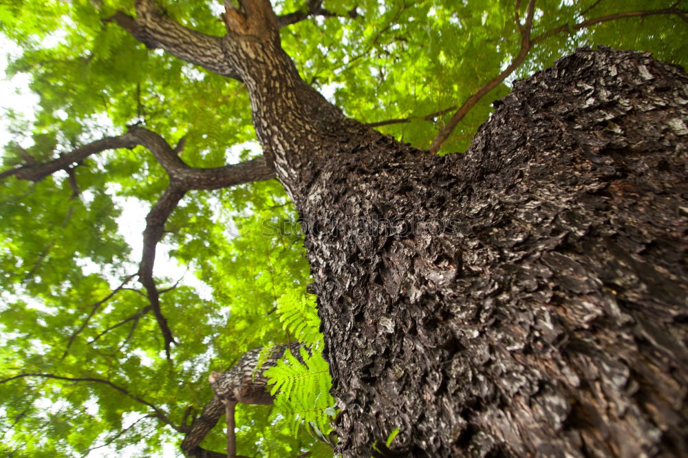 Similar – kletterbaum Baum Baumrinde