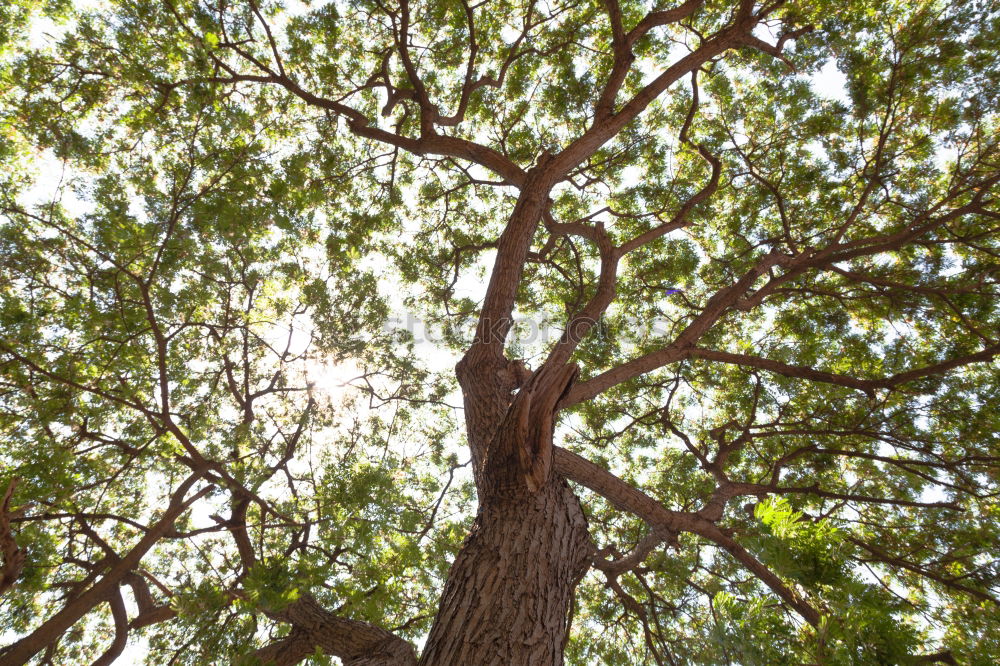 Similar – Foto Bild Lichterkette Sommer Baum