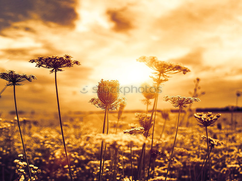 Similar – Image, Stock Photo Field with sunflowers