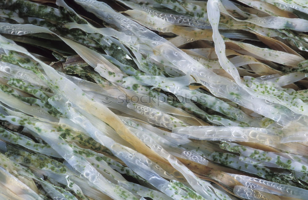 Similar – Image, Stock Photo Dried in salt fish rammed in scales