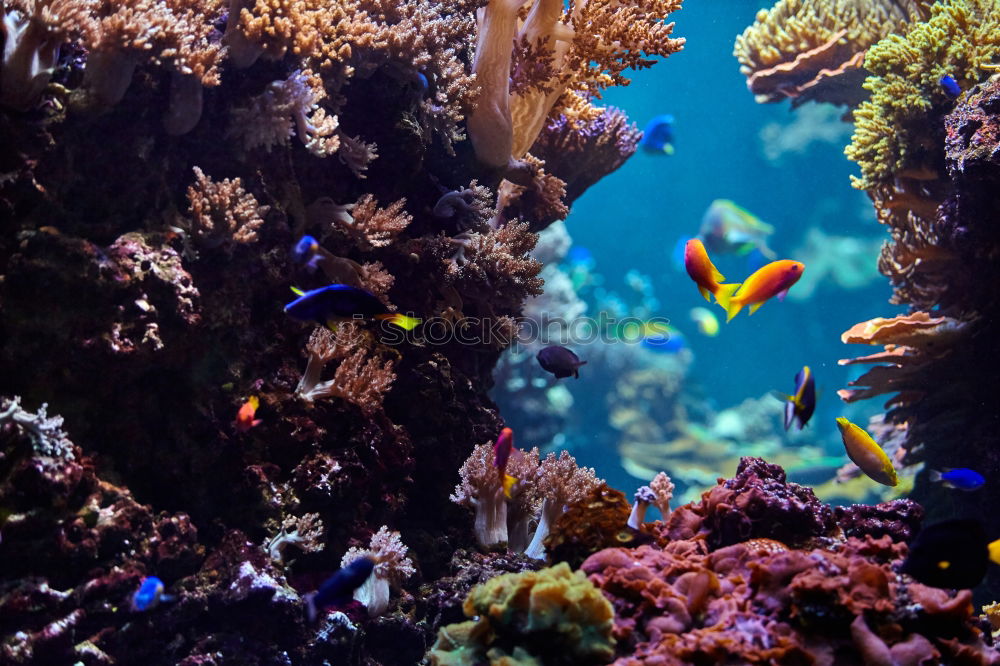 Similar – Image, Stock Photo Diver at the coral block