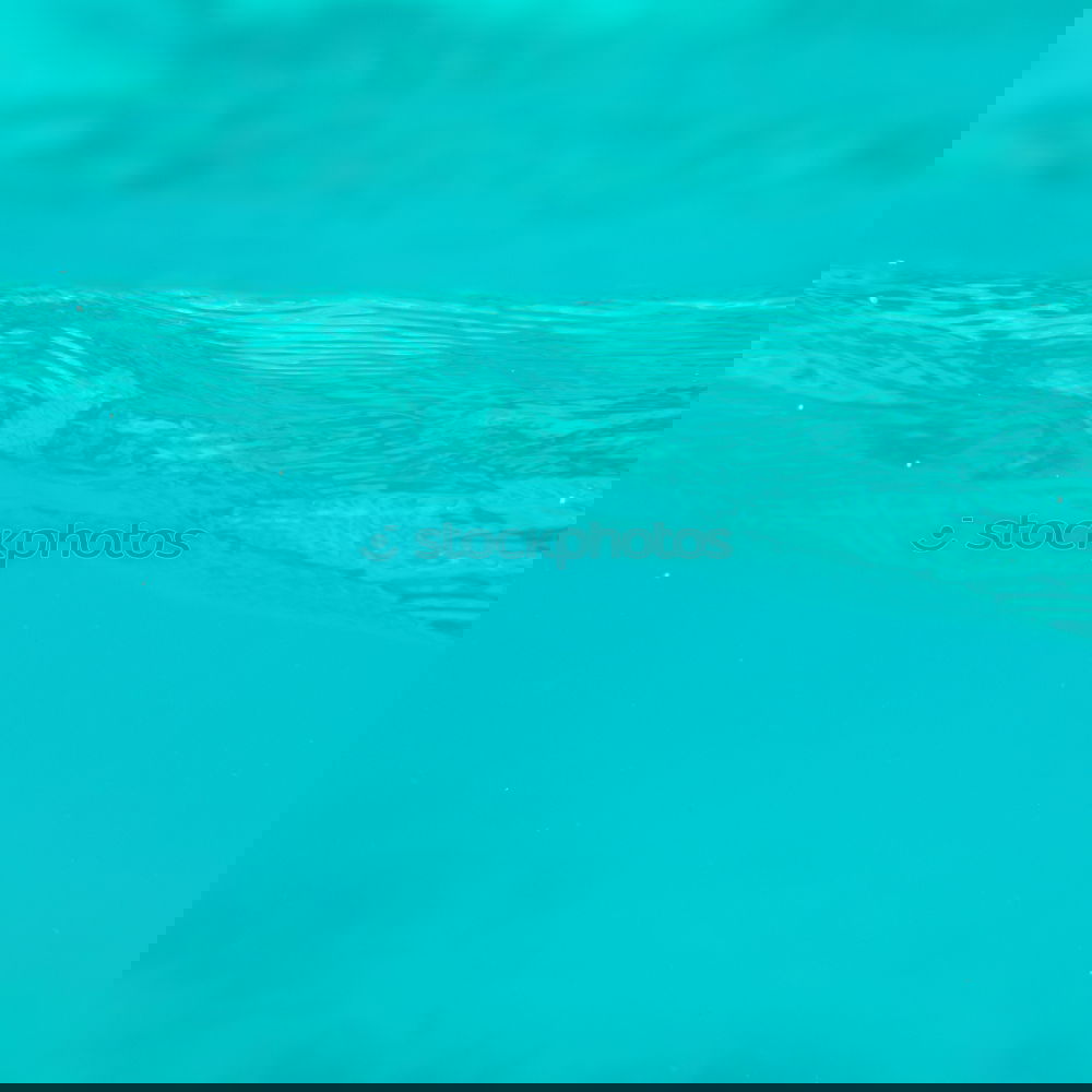Similar – Image, Stock Photo Observer under water