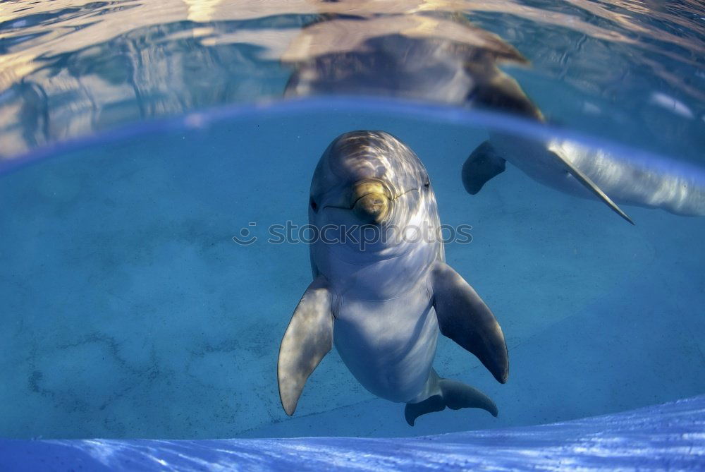 Similar – Image, Stock Photo Funny dolphins in the pool during a show at a zoo