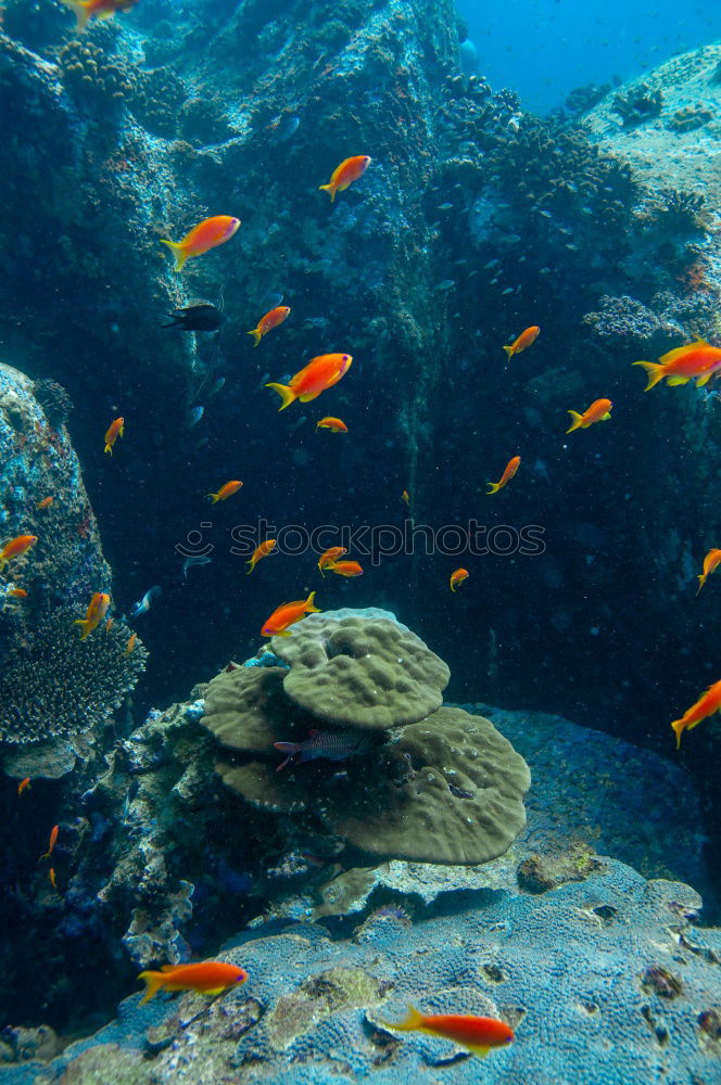 Similar – Life in the reef Dive