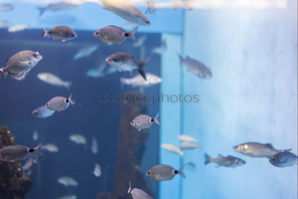 Similar – Image, Stock Photo Fishpond Flush Aquarium