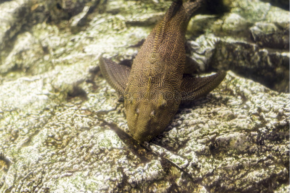 Similar – Image, Stock Photo fish-siesta Aquarium Ocean