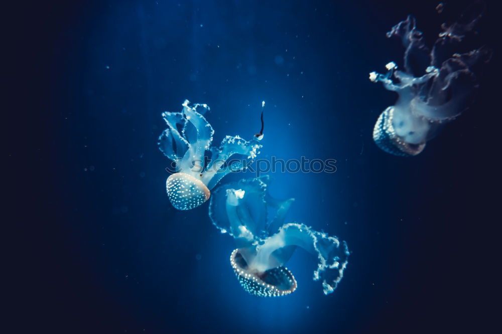 Similar – Image, Stock Photo Jellyfish in blue water in aquarium tank