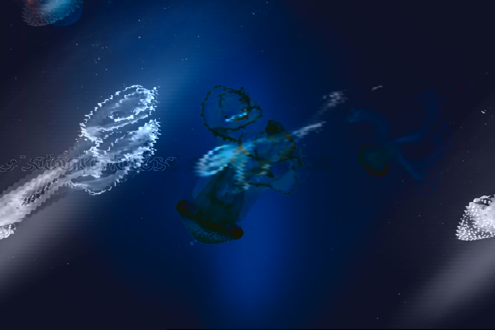 Similar – Image, Stock Photo Star Hunter I Nature