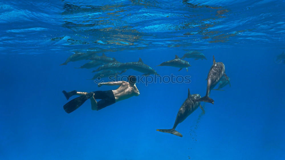 Dolphins in the reef Water